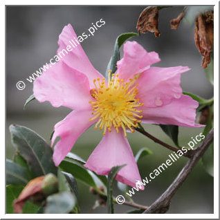 Camellia Sasanqua 'Tatsutagawa'