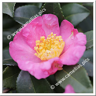 Camellia Sasanqua 'Tatsutagawa'