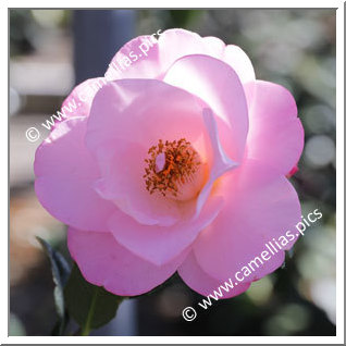 Camellia Hybrid C.x williamsii 'Taylor's Perfection'