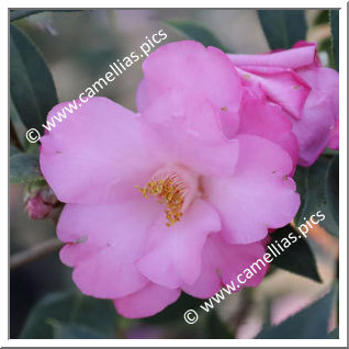 Camellia Hybrid C.x williamsii 'Taylor's Supreme'