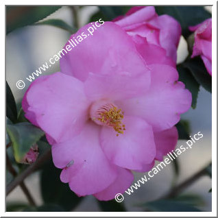 Camellia Hybride C.x williamsii 'Taylor's Supreme'