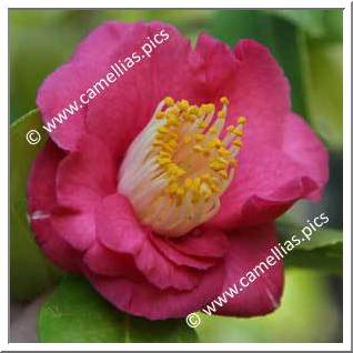 Camellia Japonica 'Temple Incense'