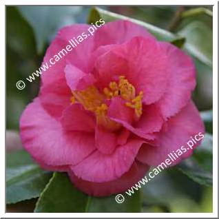 Camellia Japonica 'Temple Incense'