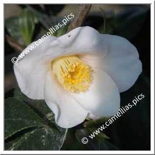 Camellia Japonica 'Tendresse'