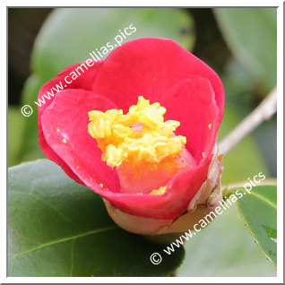 Camellia Japonica 'Tenjin'