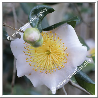 Camellia Higo Camellias 'Tenjû'