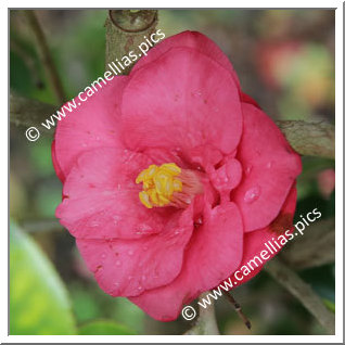 Camellia Japonica 'Tennyo-no-mai'