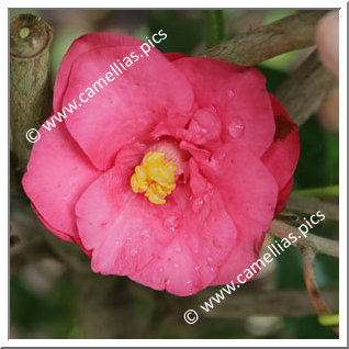 Camellia Japonica 'Tennyo-no-mai'