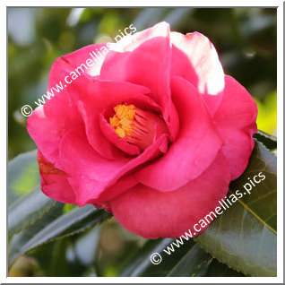 Camellia Japonica 'Tennyo-no-mai'