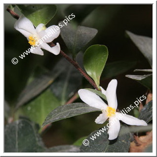 Camellia Species 'C. tenuiflora'