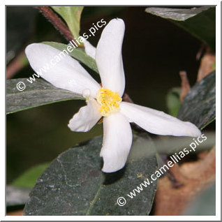 Camellia Species 'C. tenuiflora'