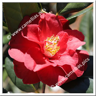 Camellia Hybride 'Terrell Weaver'