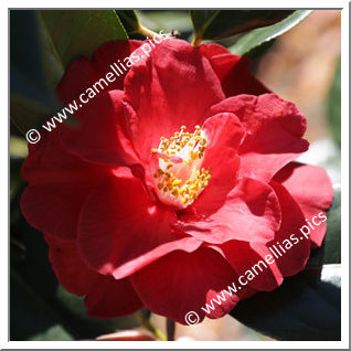 Camellia Hybrid 'Terrell Weaver'