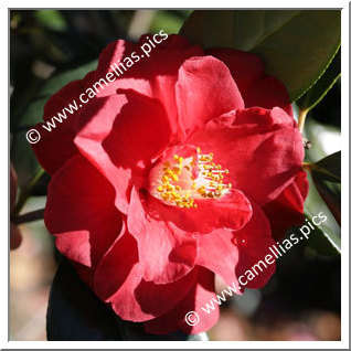 Camellia Hybrid 'Terrell Weaver'
