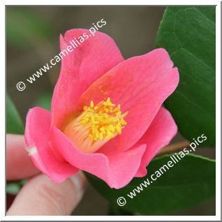 Camellia Japonica 'Terukuni-no-haru'