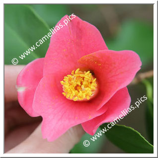 Camellia Japonica 'Terukuni-no-haru'