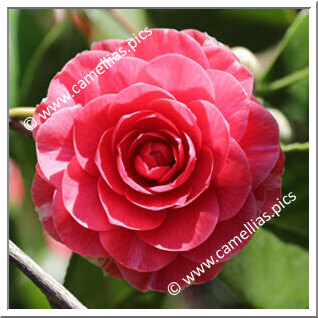 Camellia Japonica 'Terziana'