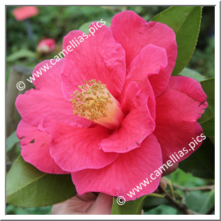 Camellia Japonica 'The Czar'