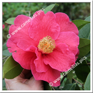 Camellia Japonica 'The Czar'