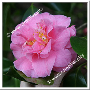 Camellia Japonica 'Thelma Dale'