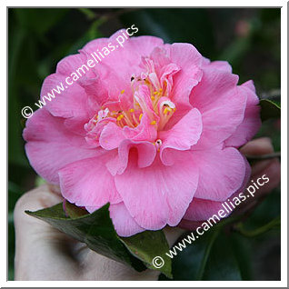 Camellia Japonica 'Thelma Dale'