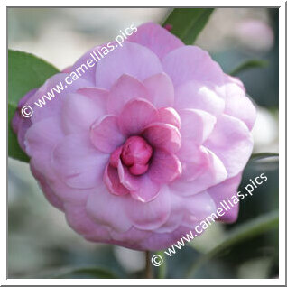 Camellia Japonica 'Theresa Marchesa d'Ambra'