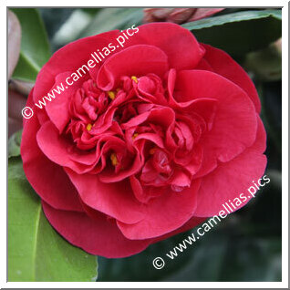 Camellia Japonica 'Thomas'
