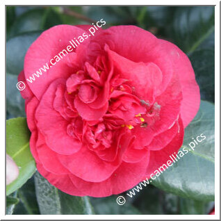 Camellia Japonica 'Thomas'