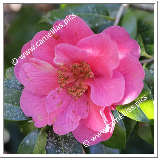 Camellia Hybrid C.reticulata  'Three Dreams'