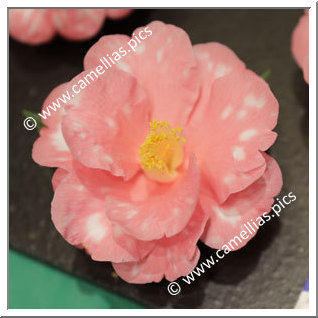 Camellia Hybride C.x williamsii 'Waltz Time Variegated'