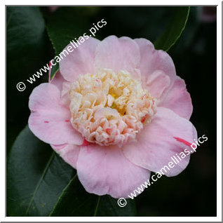 Camellia Japonica 'Tinker Bell'