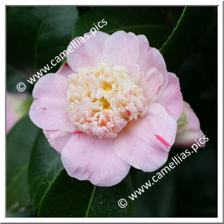 Camellia Japonica 'Tinker Bell'