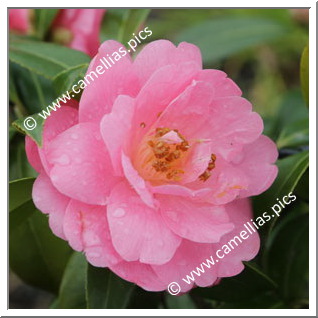 Camellia Japonica 'Tiny Bell'