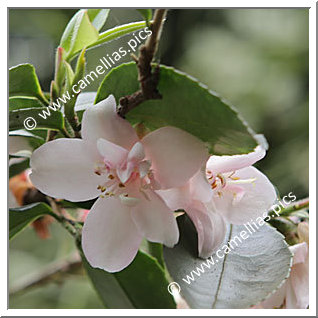 Camellia Hybrid 'Tiny Princess'