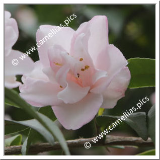 Camellia Hybride 'Tiny Princess'