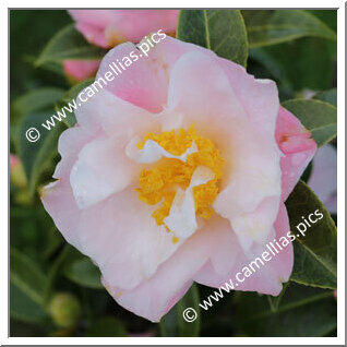 Camellia Hybrid C.x williamsii 'Tiptoe'