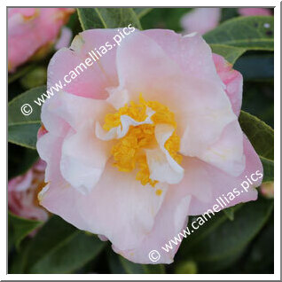 Camellia Hybrid C.x williamsii 'Tiptoe'