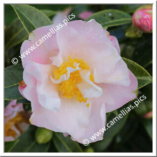 Camellia Hybride C.x williamsii 'Tiptoe'