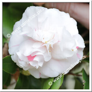 Camellia Japonica 'Tobi'iri-otome'