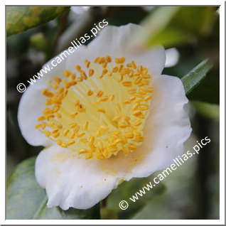 Camellia Camellia Japonica de Higo 'Tôgen'