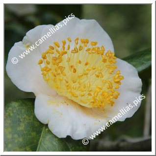 Camellia Higo Camellias 'Tôgen'