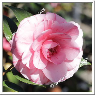 Camellia Japonica 'Toichi Domoto'