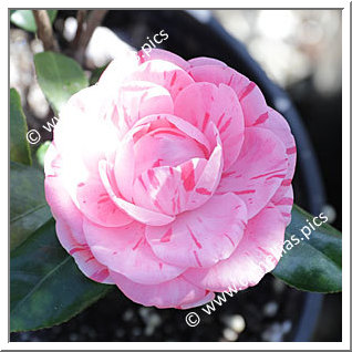 Camellia Japonica 'Toichi Domoto'