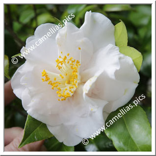 Camellia Japonica 'Toki-no-hagasane'