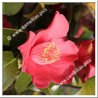 Camellia Japonica 'Tokyo'