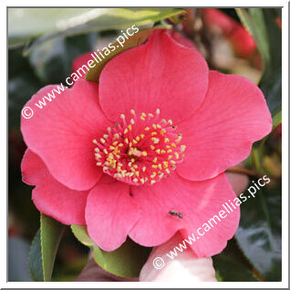 Camellia Japonica 'Tokyo'