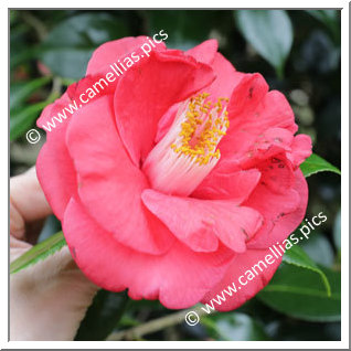 Camellia Japonica 'Tom Cat'