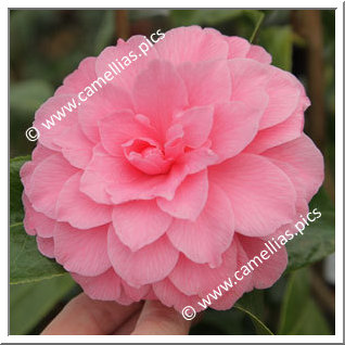 Camellia Hybrid C.x williamsii 'Tom Perkins'