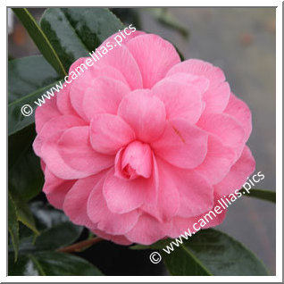 Camellia Hybrid C.x williamsii 'Tom Perkins'