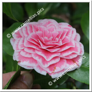 Camellia Japonica 'Tom Thumb'